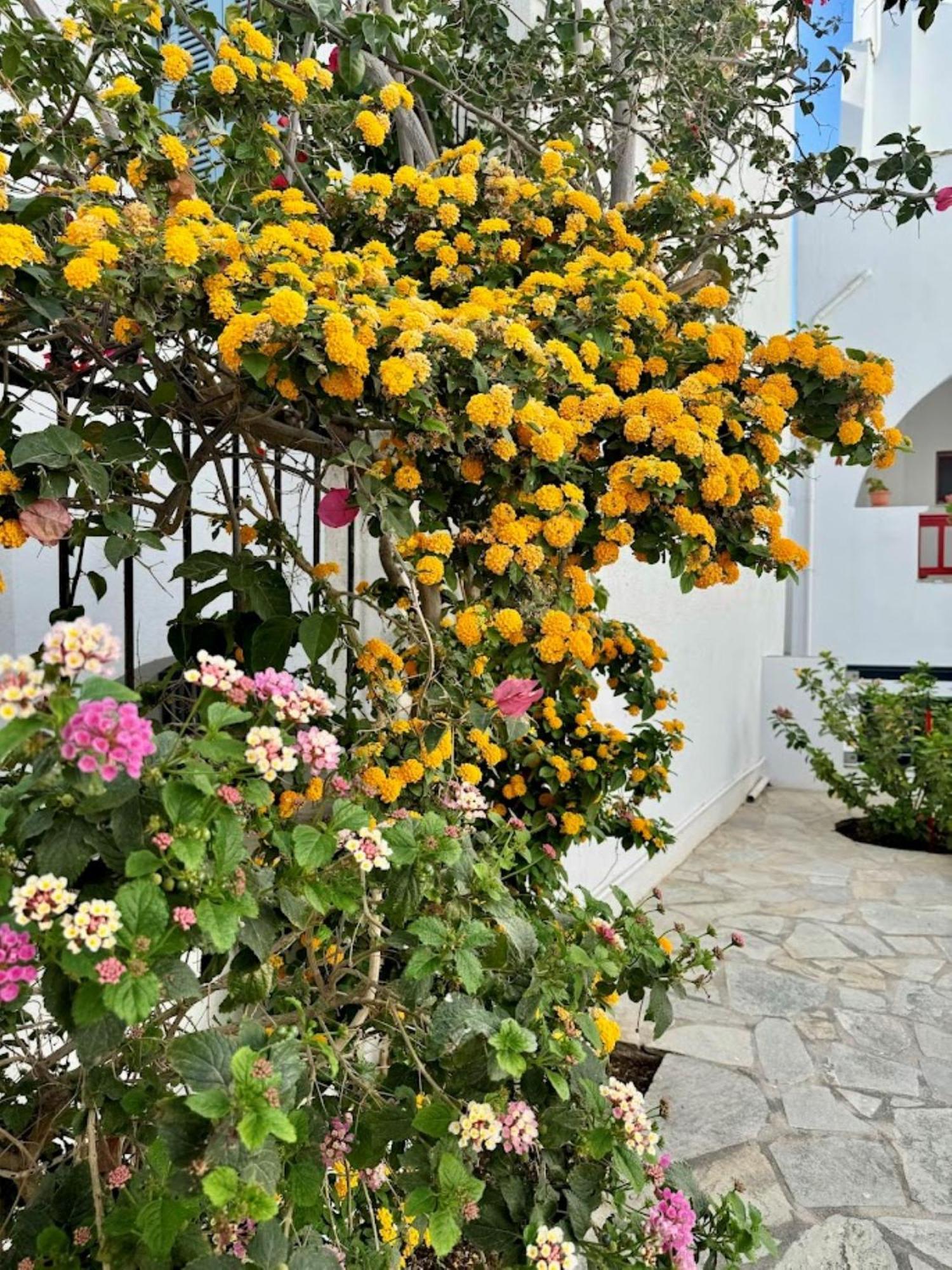 Elisso'S Philoxenia Aparthotel Agios Prokopios  Exteriör bild